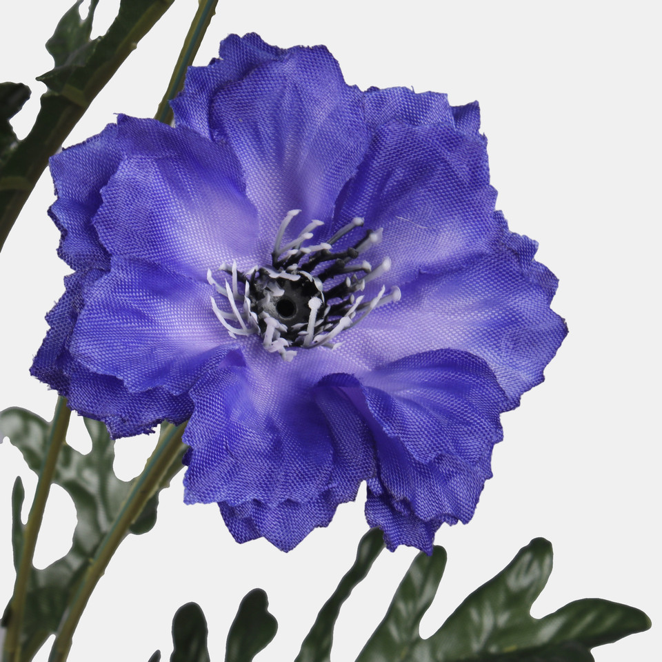 Chaber x 5, Dk. Blue L592-02