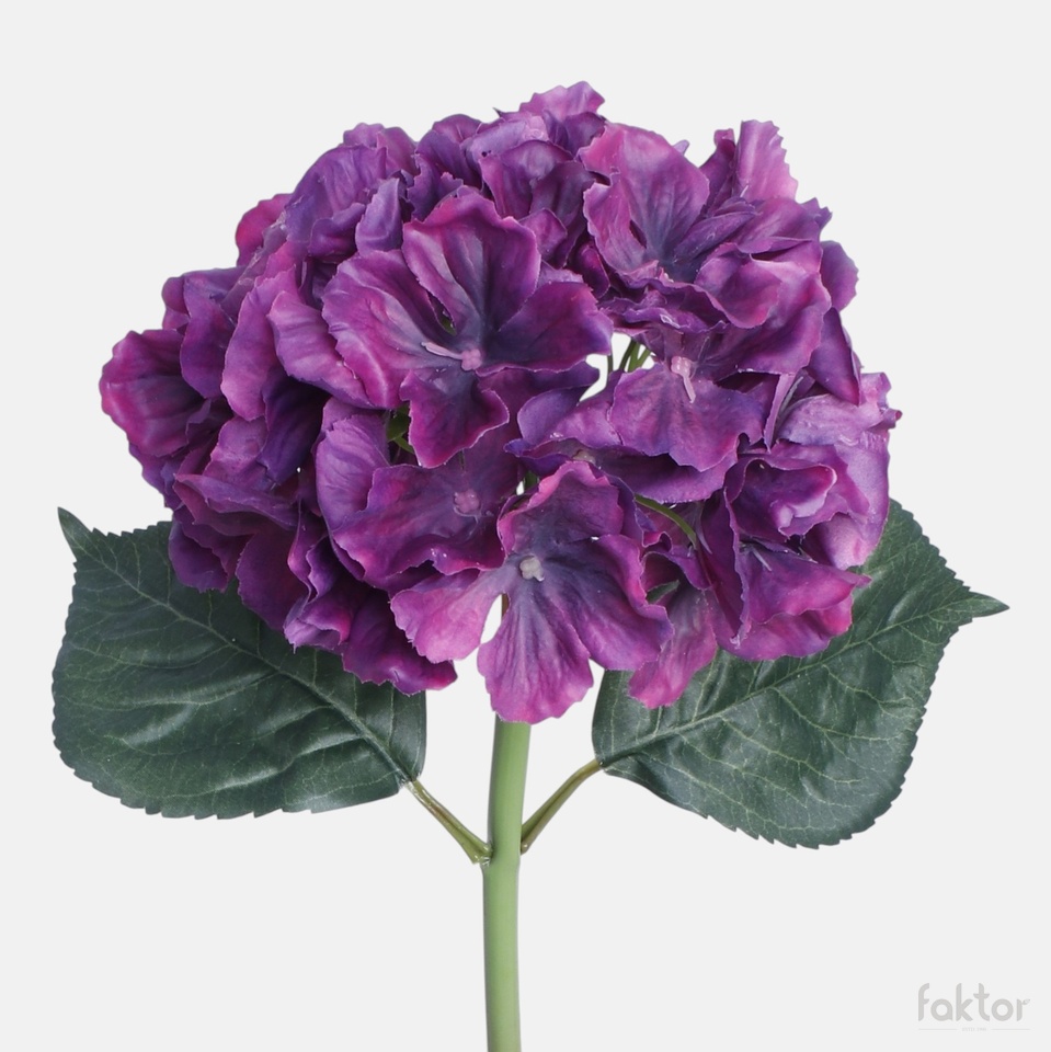 Hortensja gumowana, Violet BGK096-19