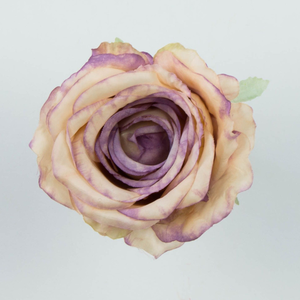 Róża – główka, cream/purple B20-09
