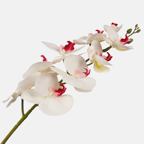 Orchid, Cream L763L-02