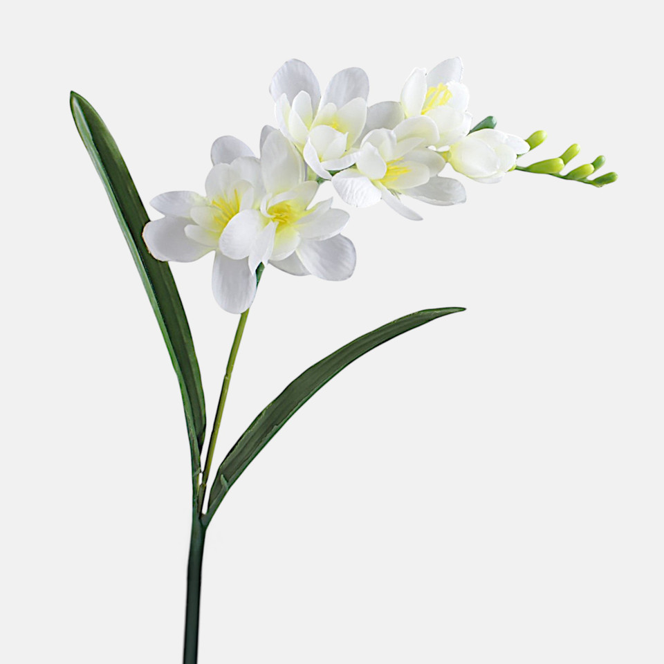 Frezja, Cream G469-02