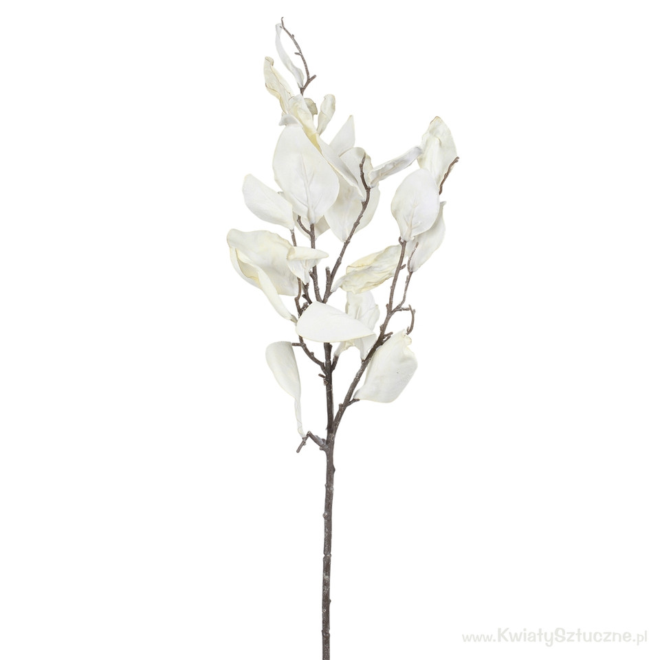 Magnolia gałąź jesienna, Autumn Cream F156Y-02