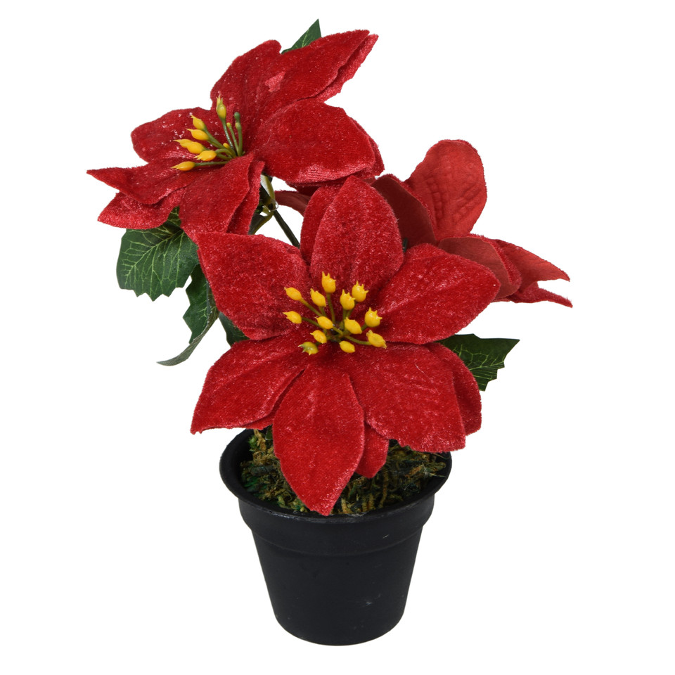 Poinsettia in a pot, Red X315-00