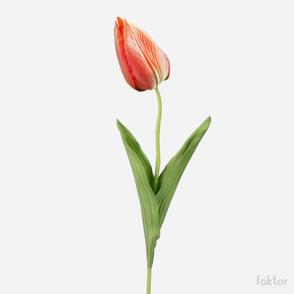 Tulip, T.T Orange (2) G166-06