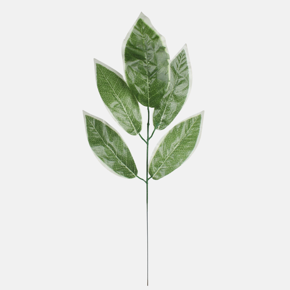 Mango, Green/White Edge F161B-01