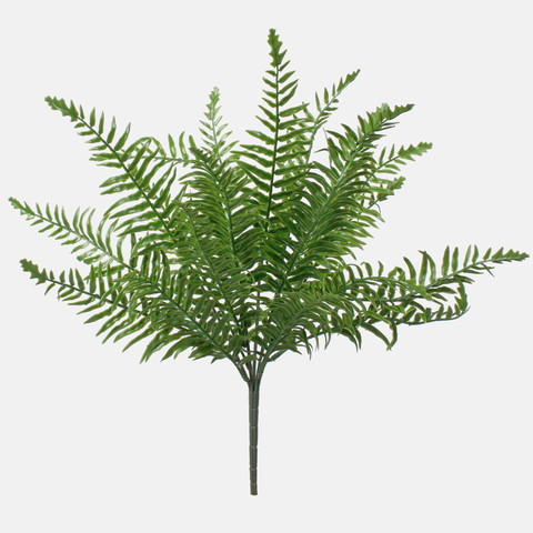 Fern bush Z204