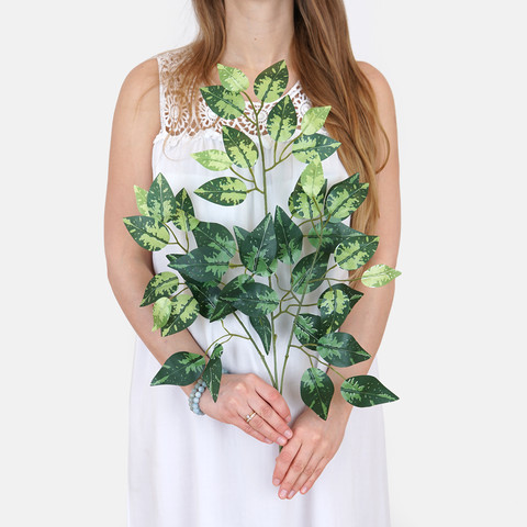 Ficus F085 (Product size)