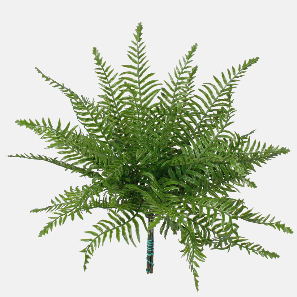 Fern bush, Green Z204-01