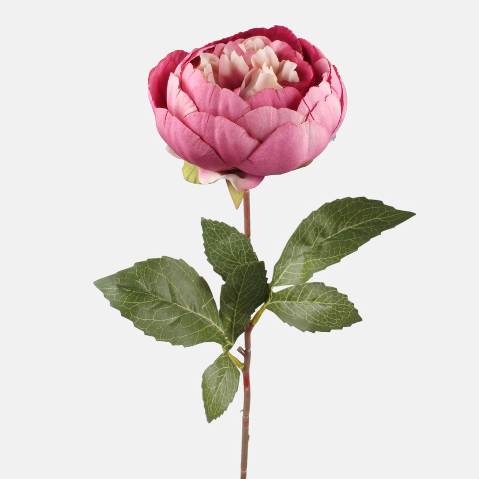 Peonia, Autumn Mauve G472-05