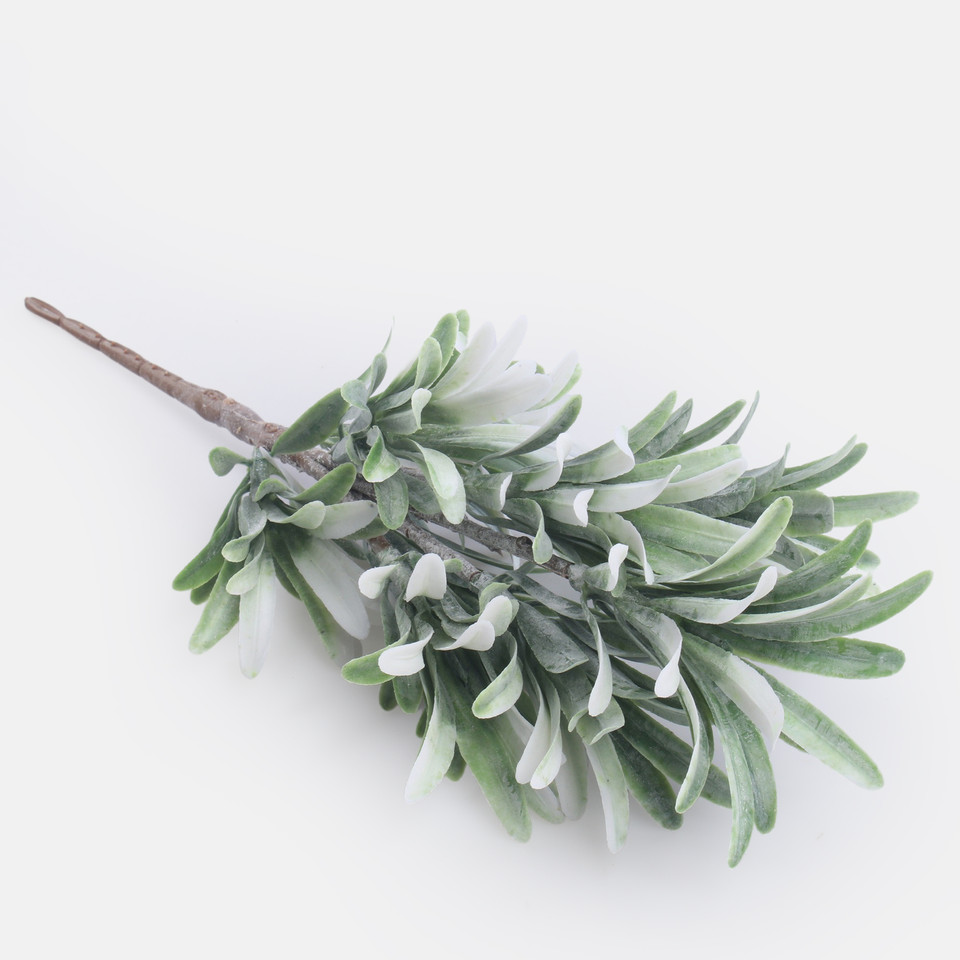 Dracaena mini, Green/White A603-01