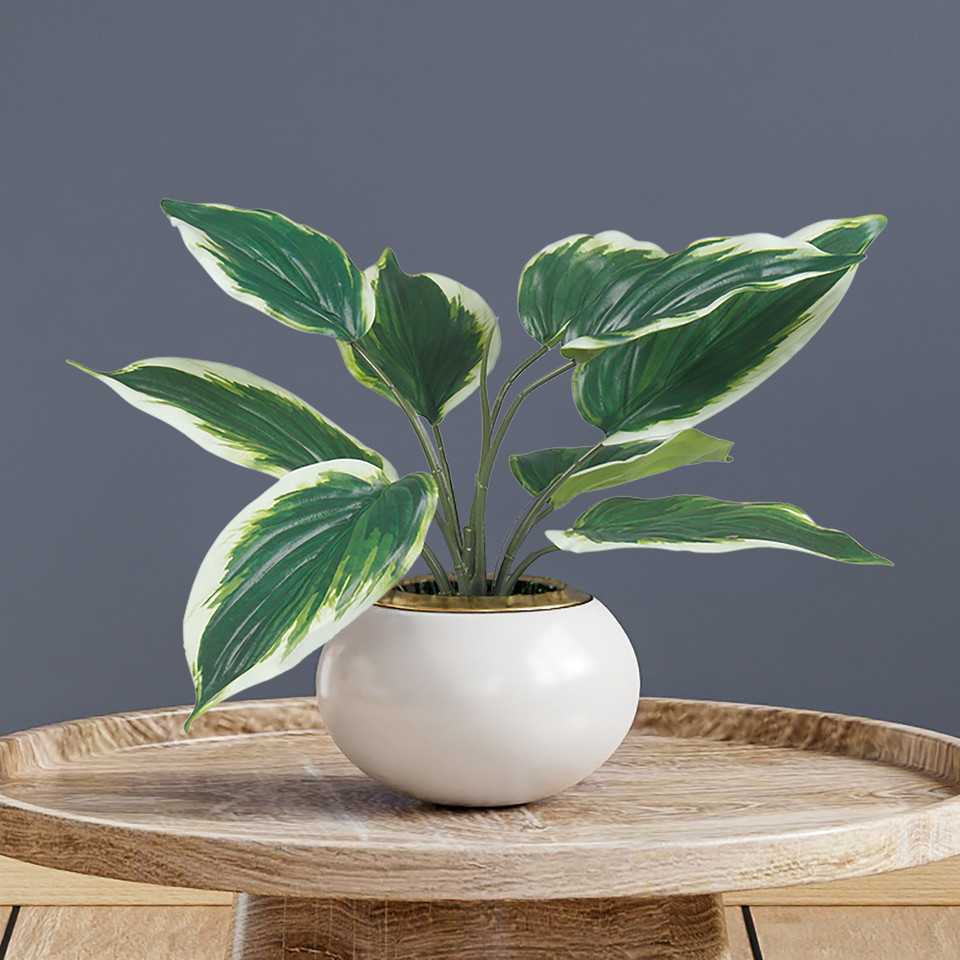 Hosta in a pot, Green/White Edge Z209-01