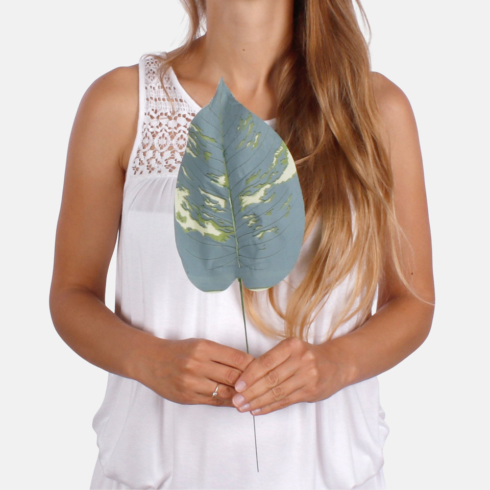 Hosta leaf A692