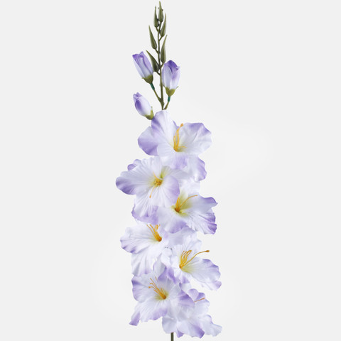 Satin gladiolus, Lt. Lilac/Green Center L190A-06