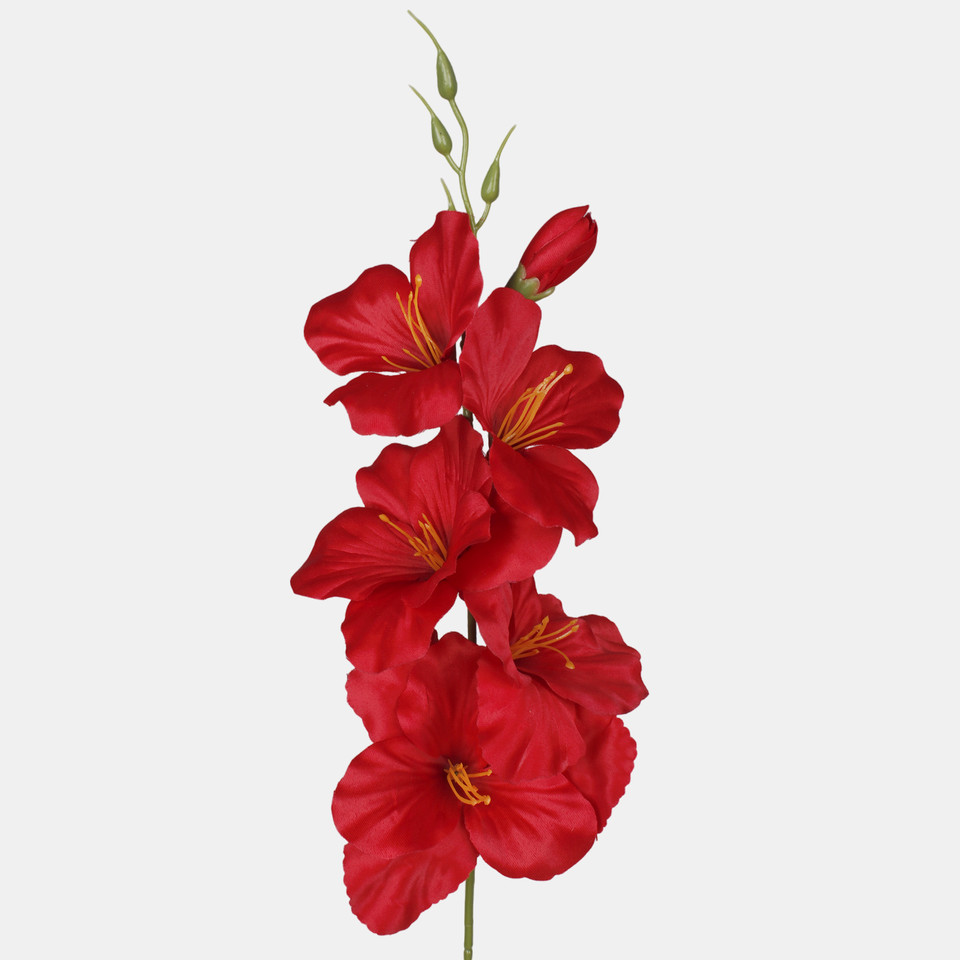 Satin gladiolus, Red G190K-08