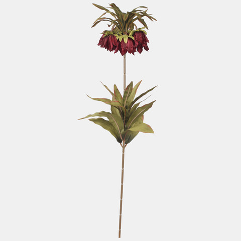 Crown imperial, Burgundy L020-08