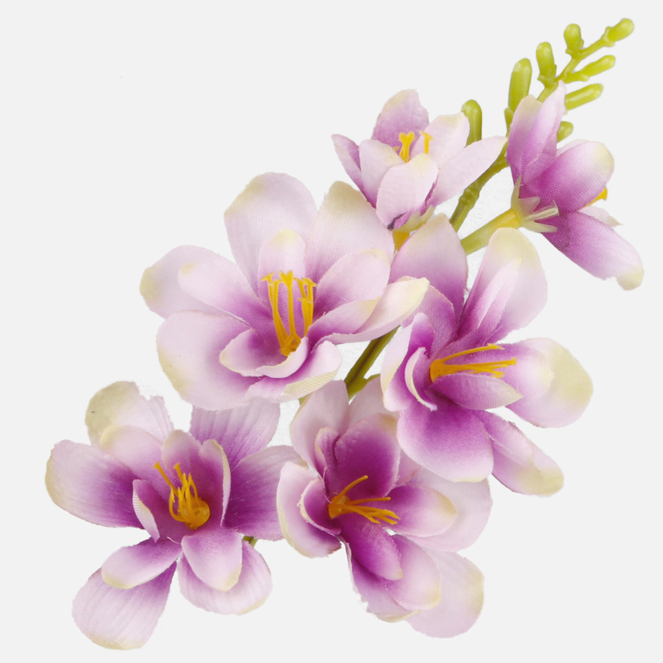 Frezja satynowa, Lilac/Cream/Green Edge W677-19