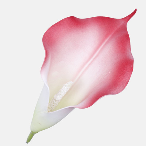 Calla, Red/Green W713-13