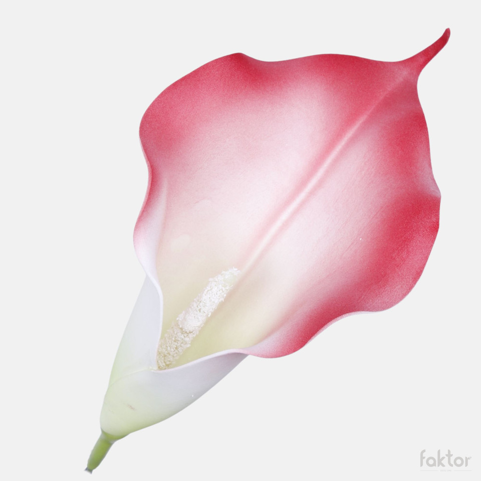 Calla, Red/Green W713-13