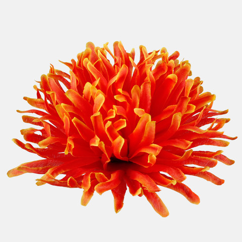 Chrysanthemum W723