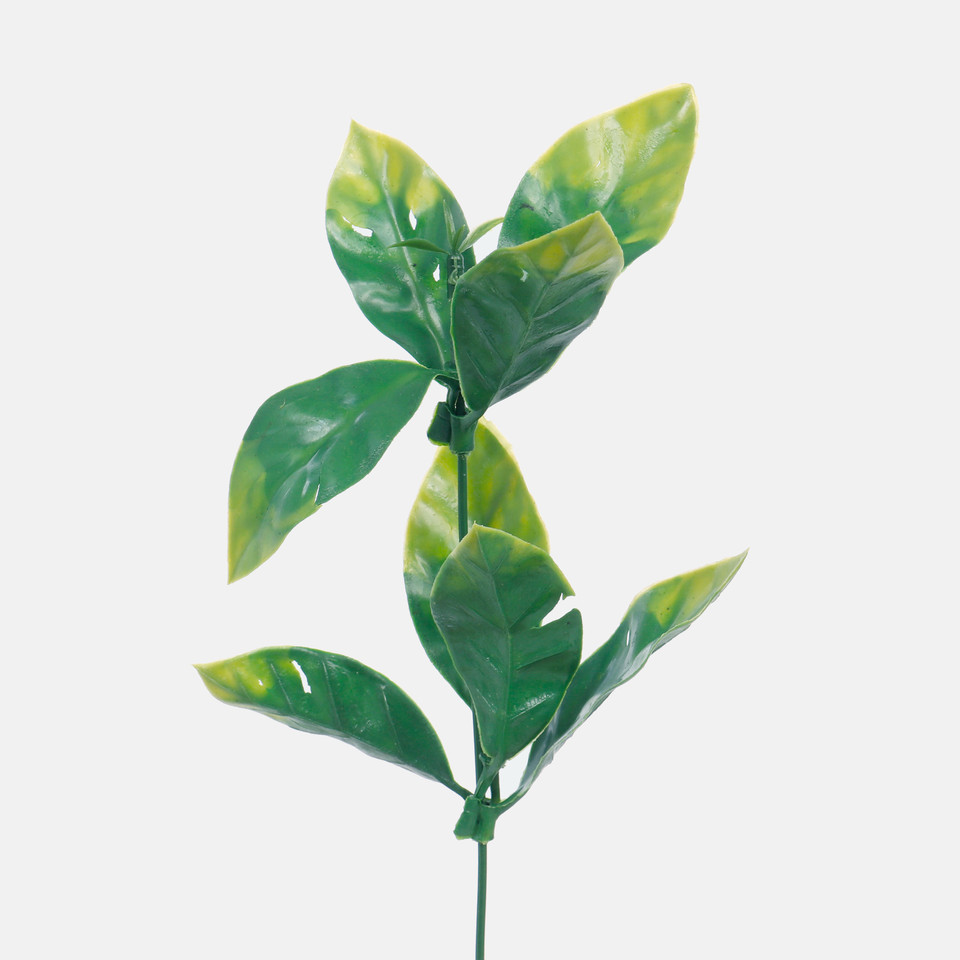 Hoya, Green A073-01