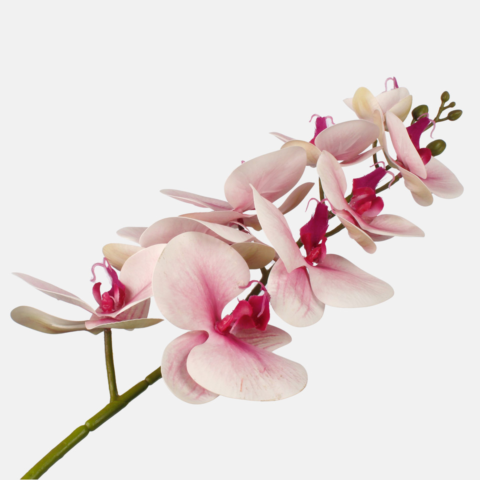 Orchid, Lt. Pink L763L-04