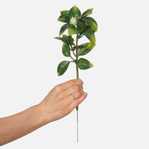 Hoya A669 (Product size)