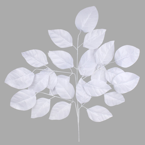 Beech, White F186-02