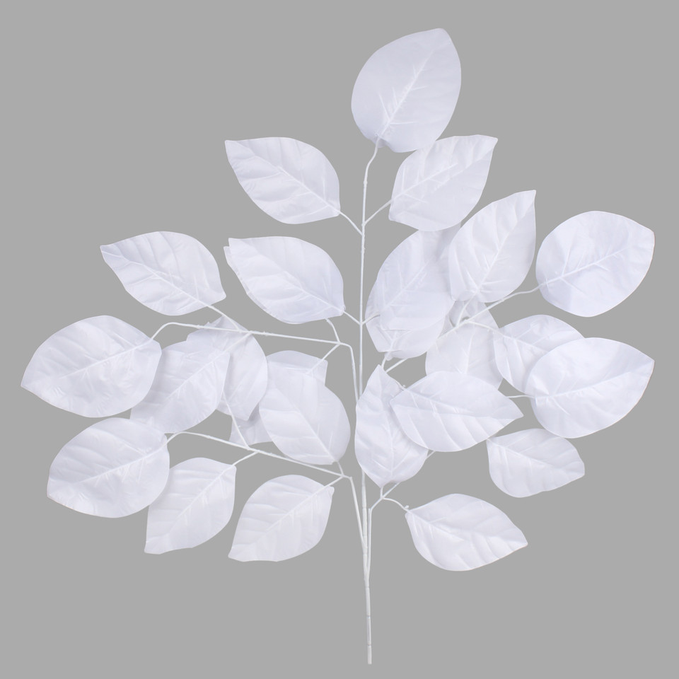 Beech, White F186-02