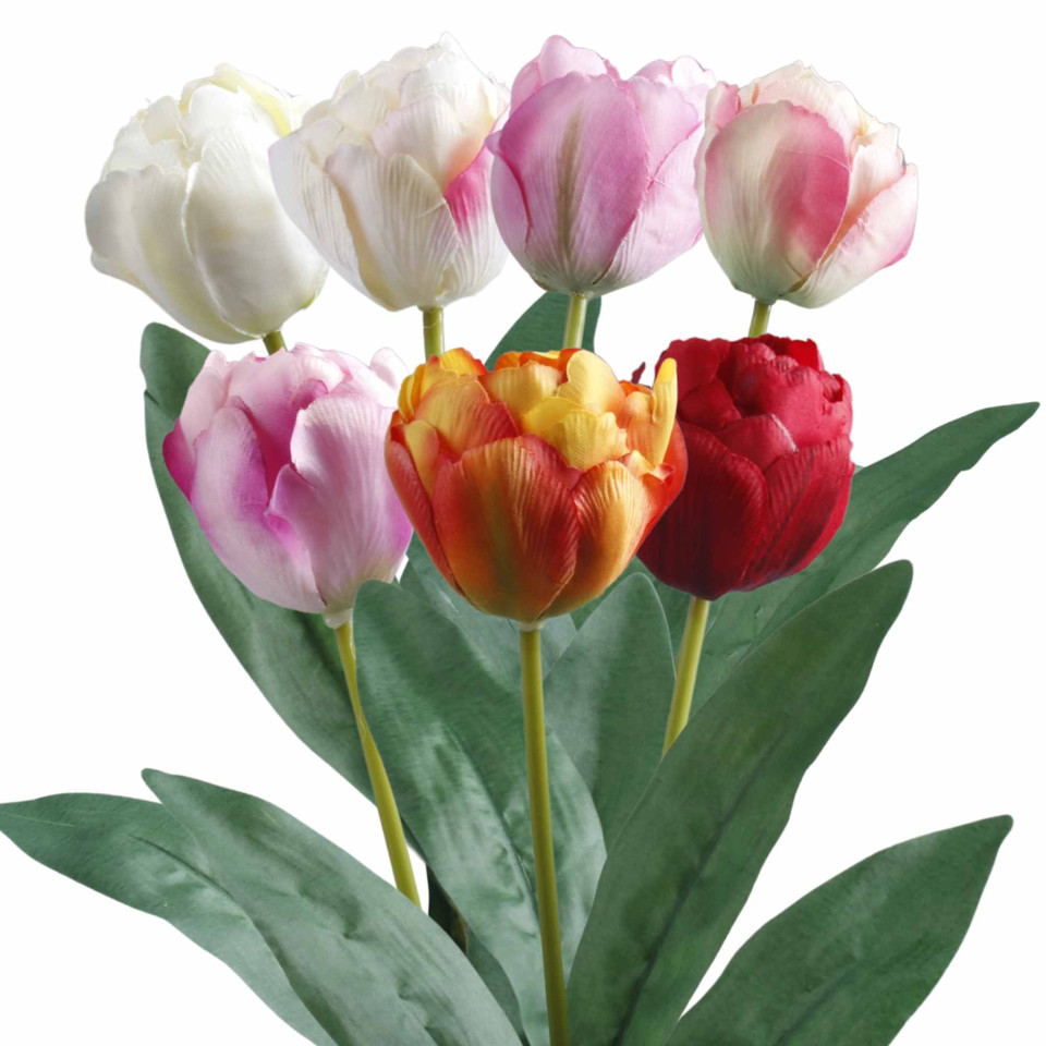 Tulipan, Mix K616-m