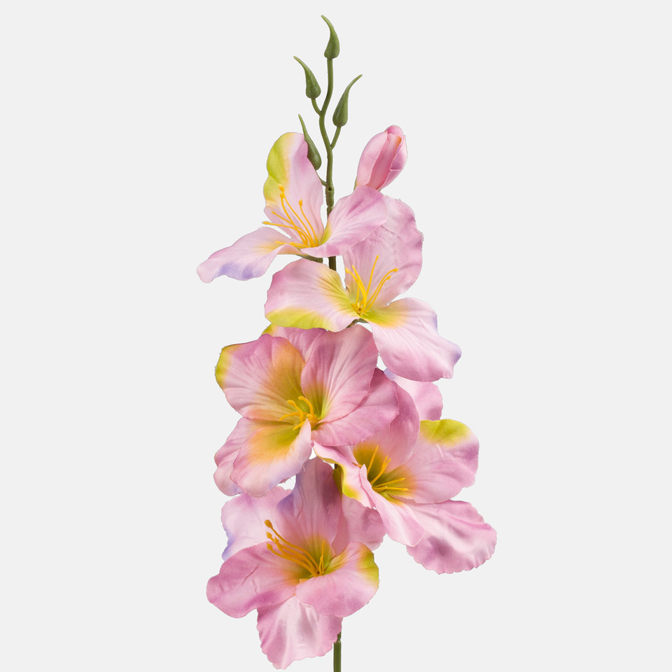 Satin gladiolus, Mauve/Green Edge G190K-22