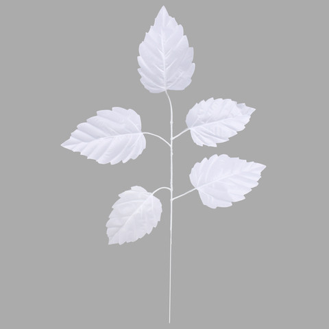 Elm, White F244-03