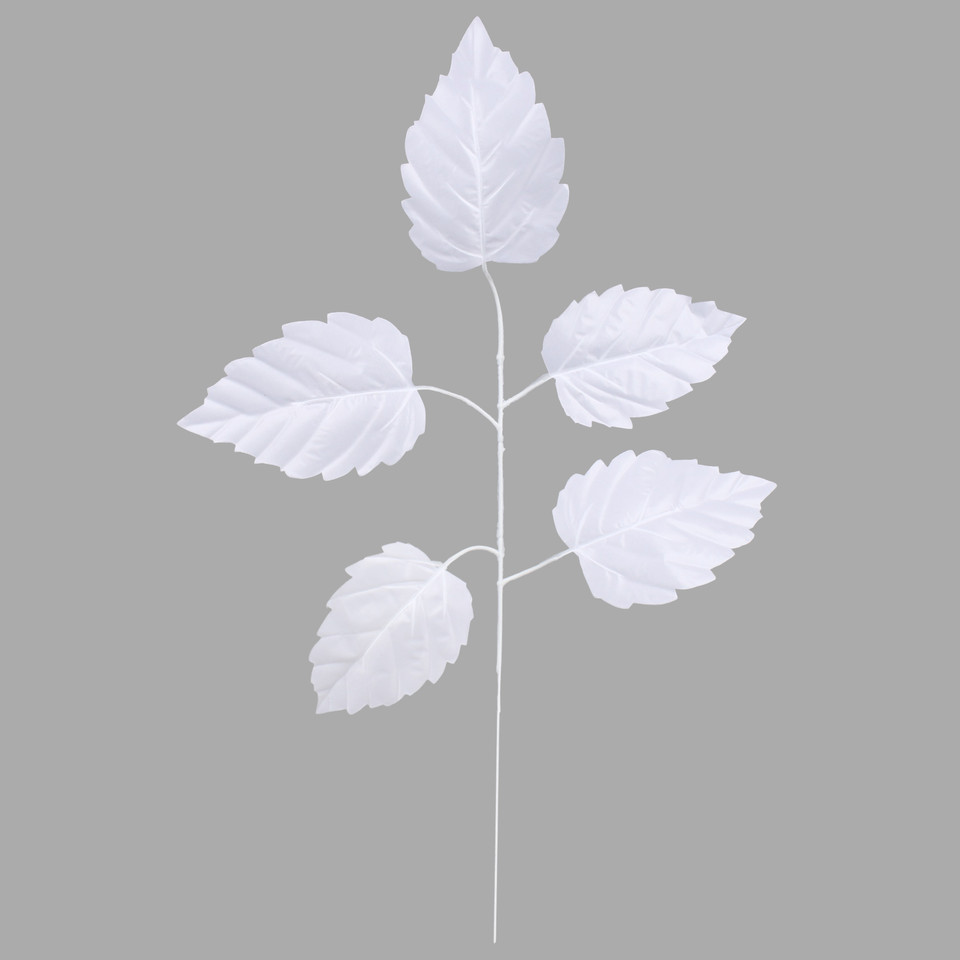 Elm, White F244-03