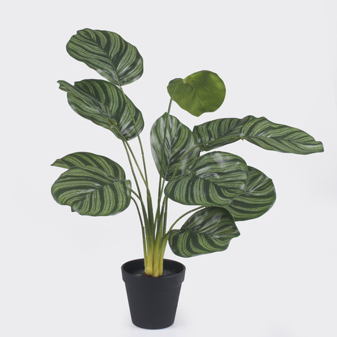 Calathea in pot Z216
