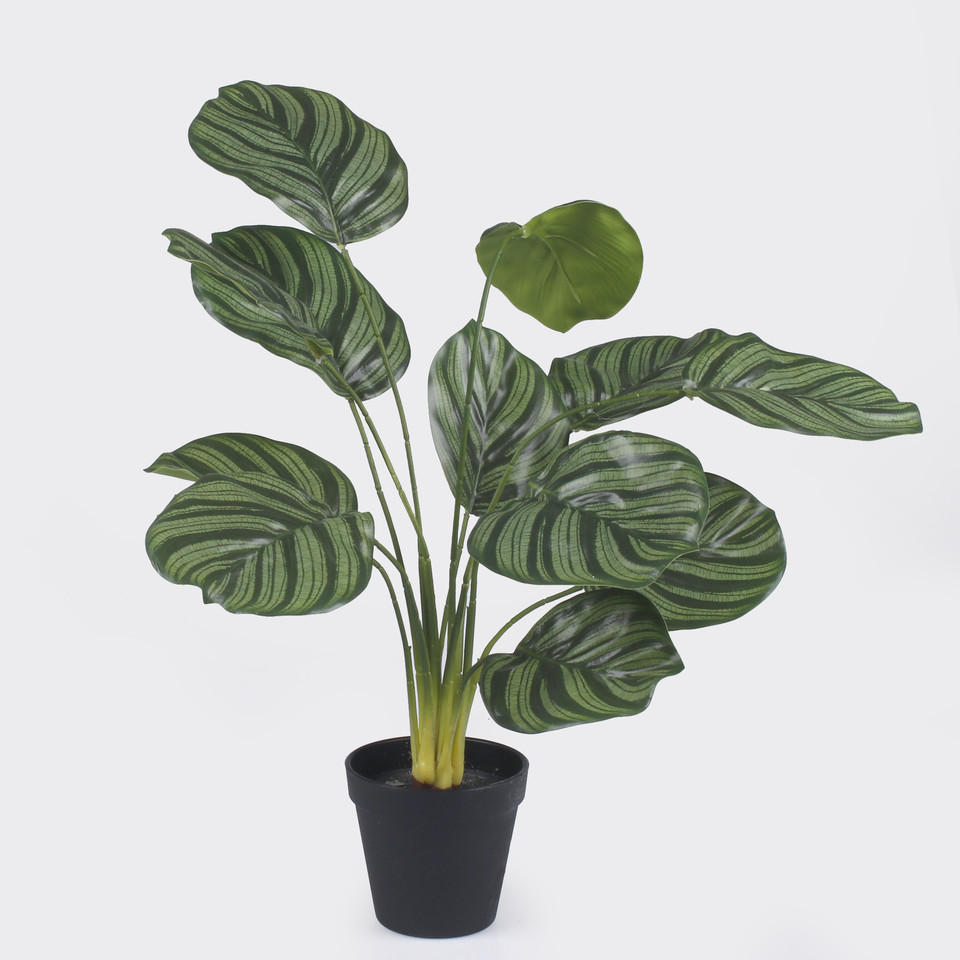 Calathea in pot, T.T. Green Z216-01