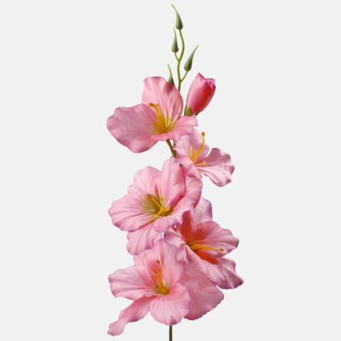 Satin gladiolus, Pink/Purple Edge/Green Center G190K-11