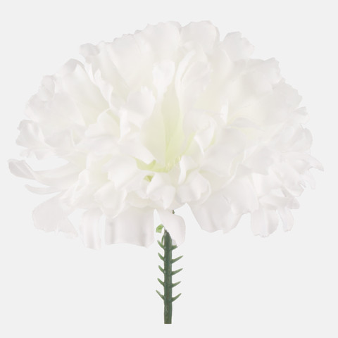 Carnation on the peak, Cream W721-02