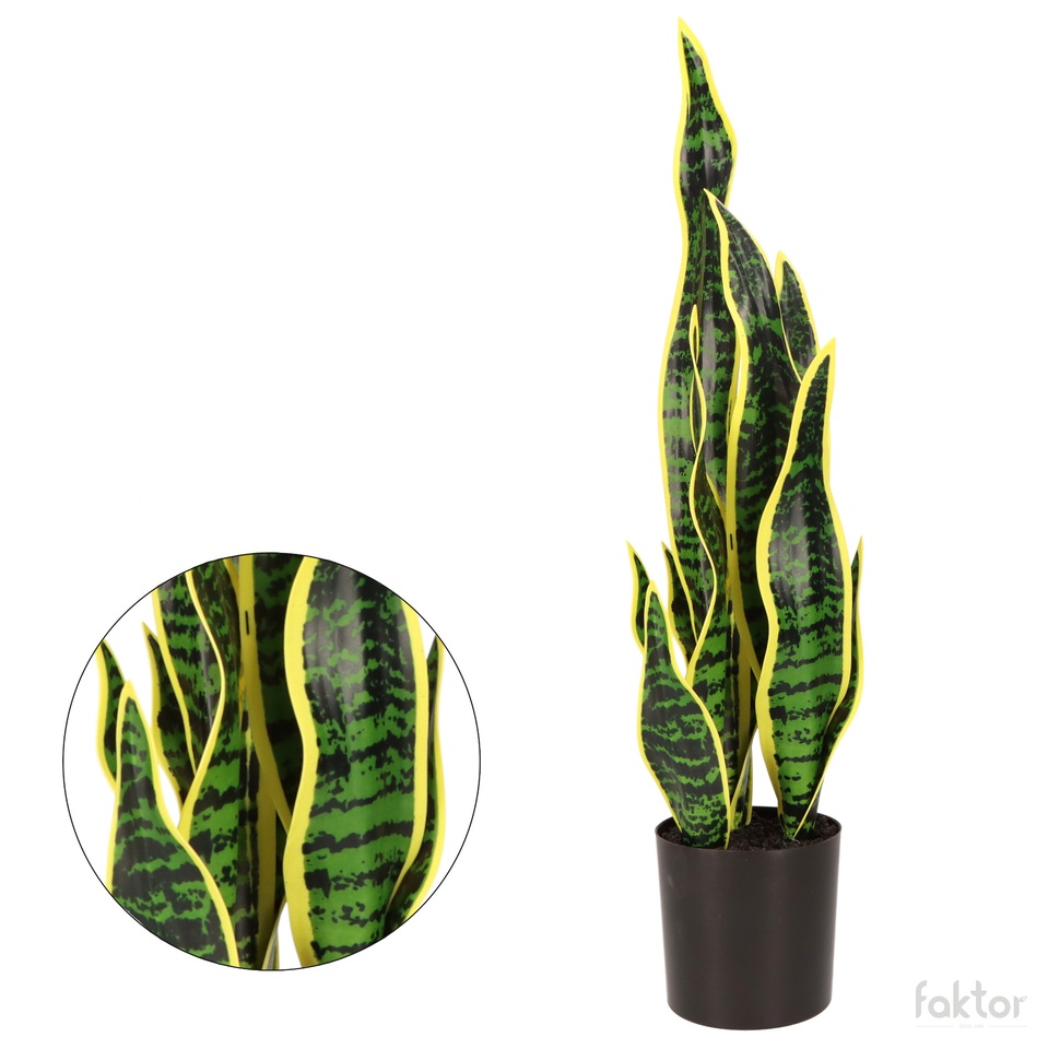 Sansewieria w doniczce 53 cm D085-00