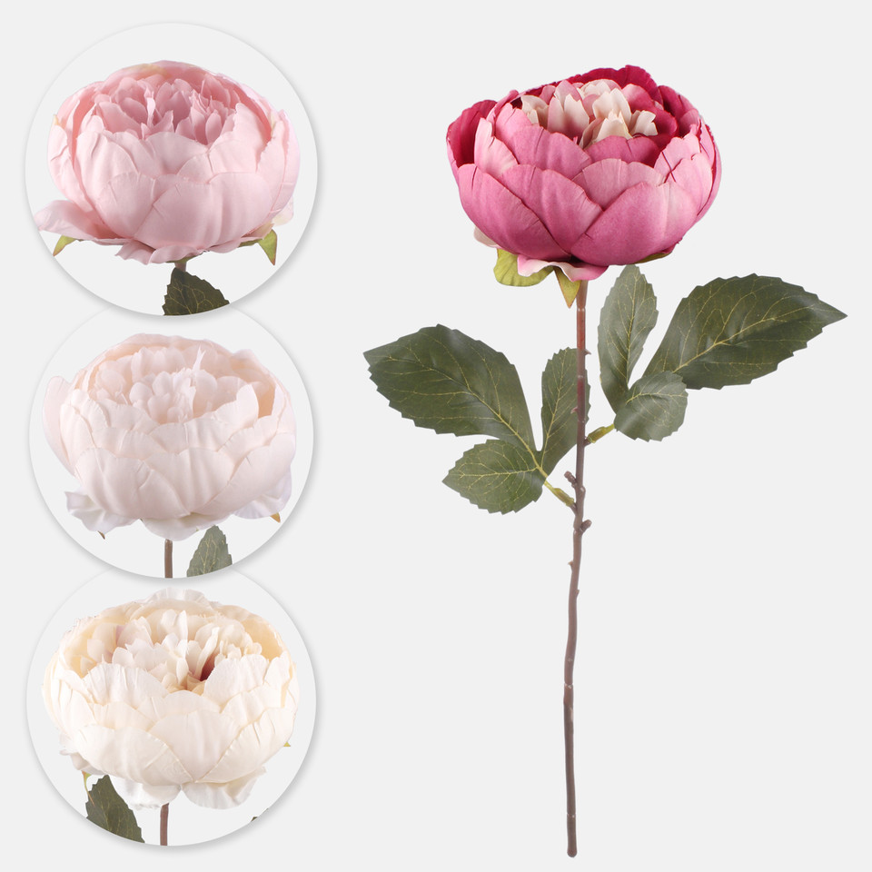 Peonia, Autumn Mauve G472-05