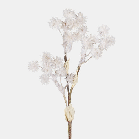 Thistle, Cream A770-01