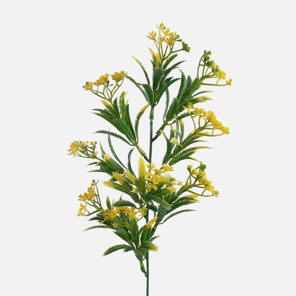Coriander, Yellow A622-02