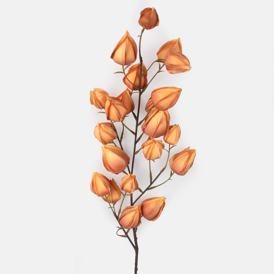 Chinese Lantern, Lt. Brown L876-03