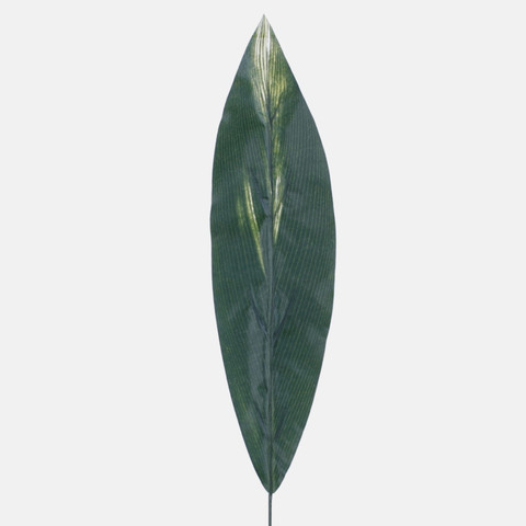 Dracaena leaf H009C