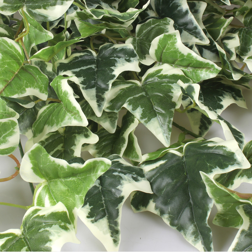 Hedera B111