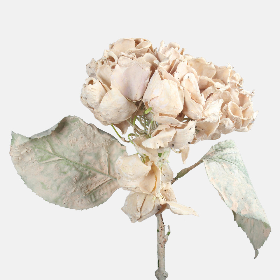 Hortensja, Beige G462-02