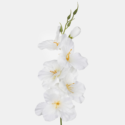 Satin gladiolus, Cream/Lt. Green Center G190K-23