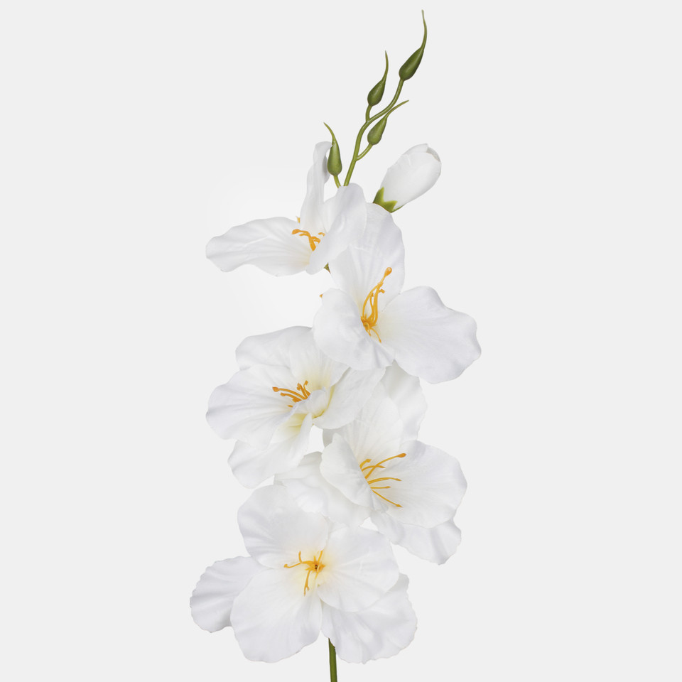 Satin gladiolus, Cream/Lt. Green Center G190K-23