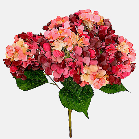 Hydrangea x 5 Q062