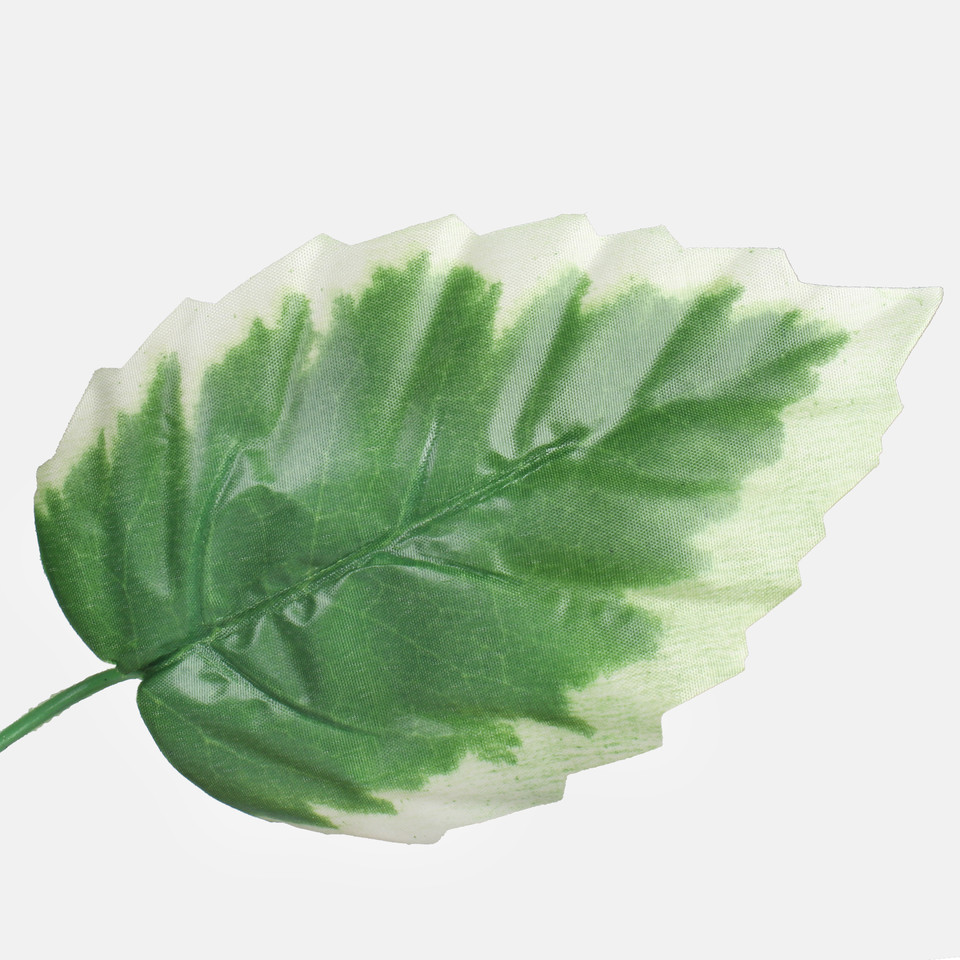 Olcha, Green/Cream Edge F210-01
