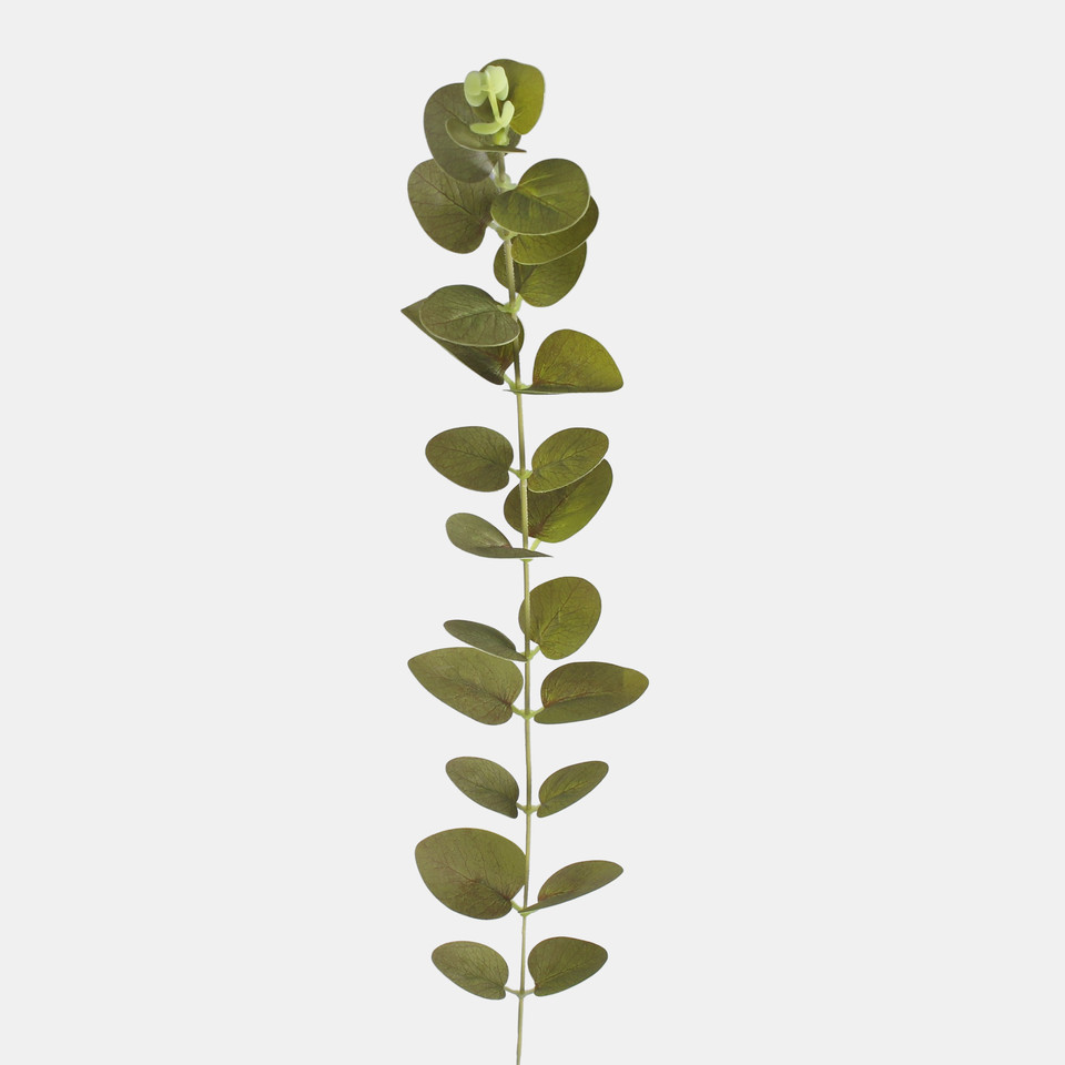 Eucalyptus twig, T.T. Green A707-02