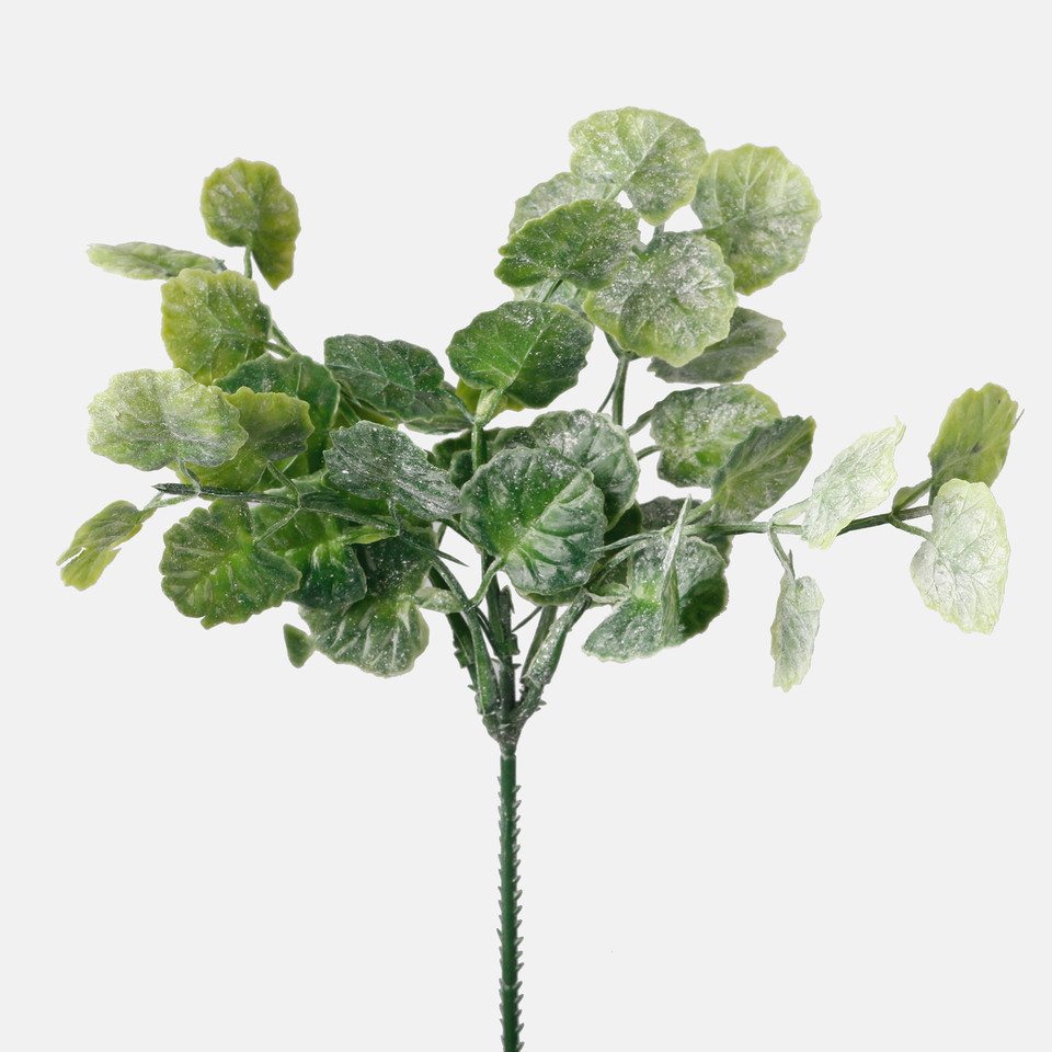 Geranium, T.T. Green A313